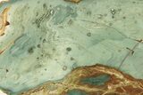 Gary Green Jasper (Larsonite) Bog Wood Slab - Oregon #263473-1